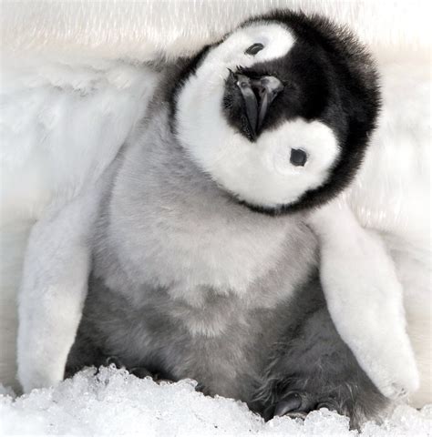 Browse 420+ cute baby penguin pictures stock photos and images available, or start a new search to explore more stock photos and images. Sort by: Most popular. cute wild animal loves his freedom. some …